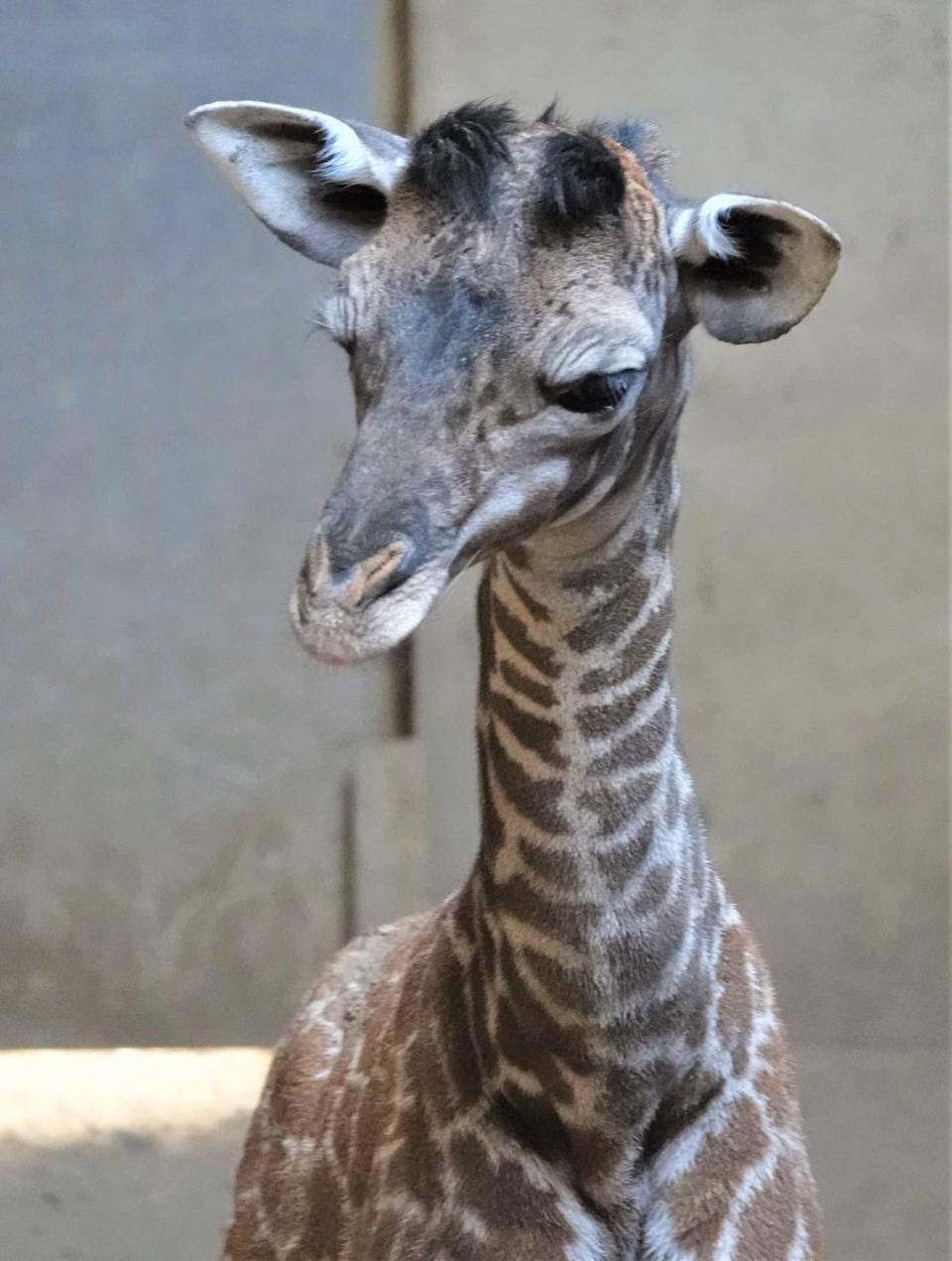 The Santa Barbara Zoo announced one of its two female Masai giraffes, Adia, gave birth early Wednesday morning, Jan. 19, 2022, to a healthy male calf named Raymie.