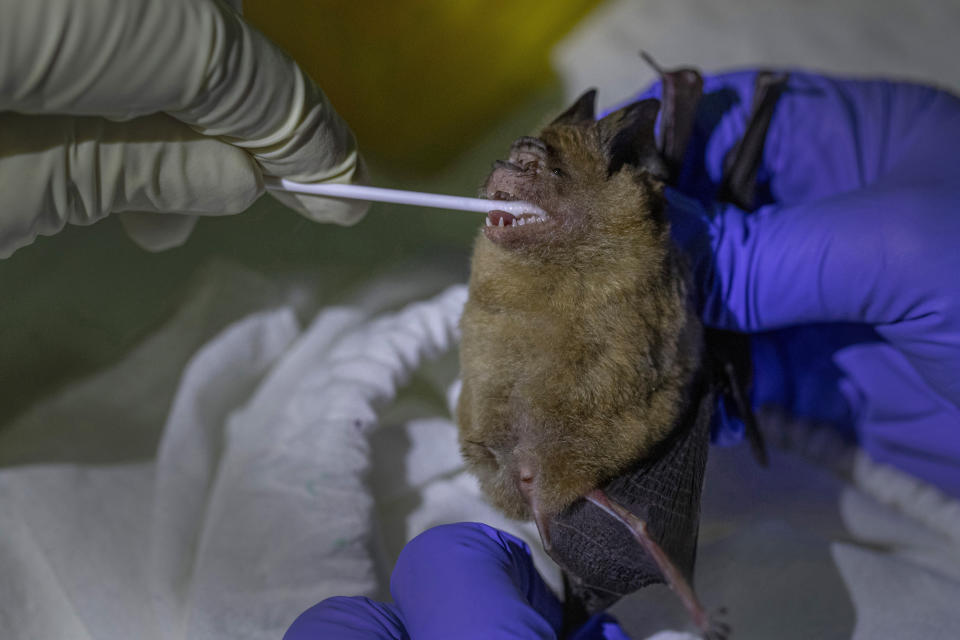 A researcher swaps samples from a bat's mouth inside Sai Yok National Park in Kanchanaburi province, west of Bangkok, Thailand, Friday, July 31, 2020. Researchers in Thailand have been trekking though the countryside to catch bats in their caves in an effort to trace the murky origins of the coronavirus. (AP Photo/Sakchai Lalit)