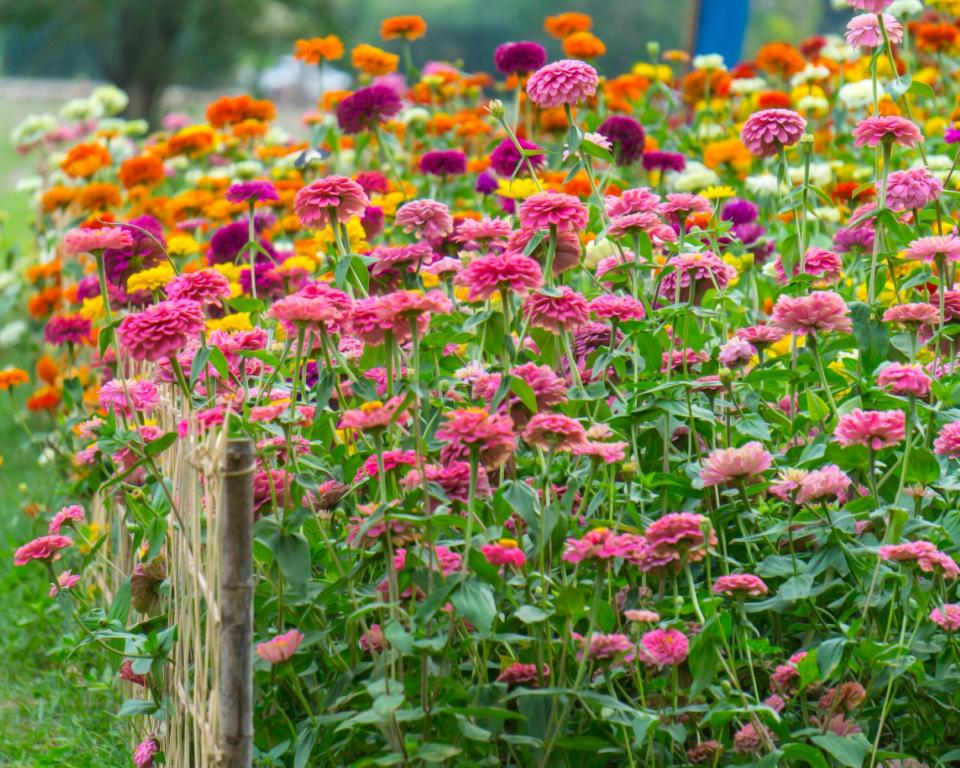 9. Zinnias