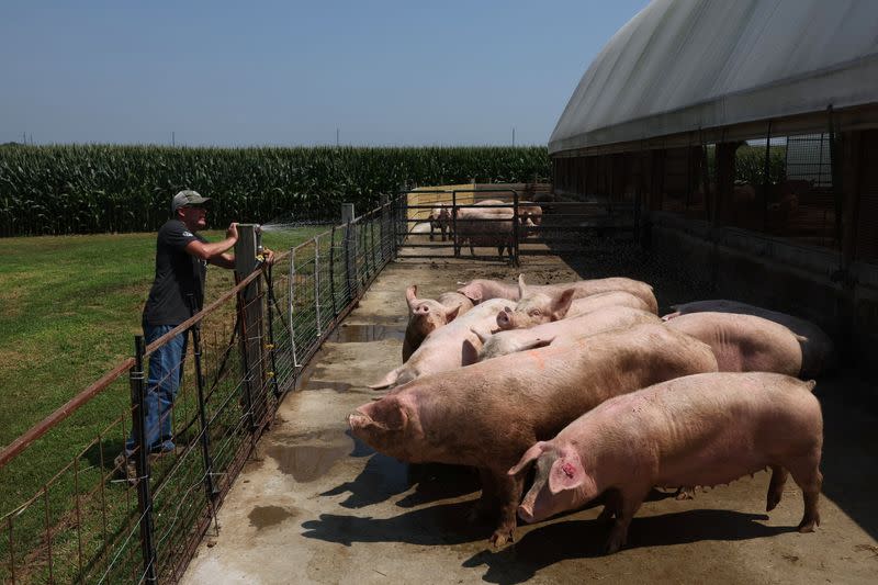 A pig farm for Niman Ranch located in Maryland, U.S.