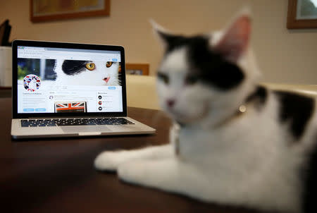 Lawrence of Abdoun, the first diplo-cat to be appointed by the British Embassy in Jordan sits next to a laptop that shows its official Twitter account at the embassy headquarters in Amman, Jordan, November 15, 2017. REUTERS/Muhammad Hamed