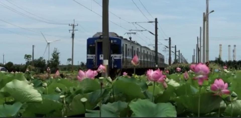 通霄五南里平交道荷花鐵道美景，是新興打卡秘境。（圖：民眾提供）