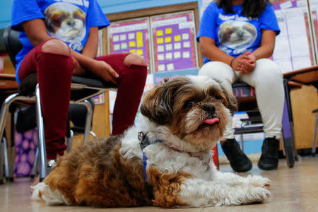 The dog "Petey" share a moment with children at MS 88 middle school in the neighborhood of Brooklyn in New York, U.S., August 10, 2017. REUTERS/Eduardo Munoz