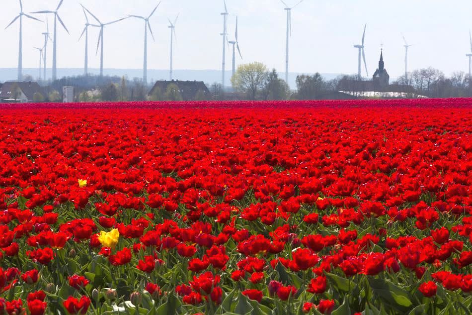 Tulips