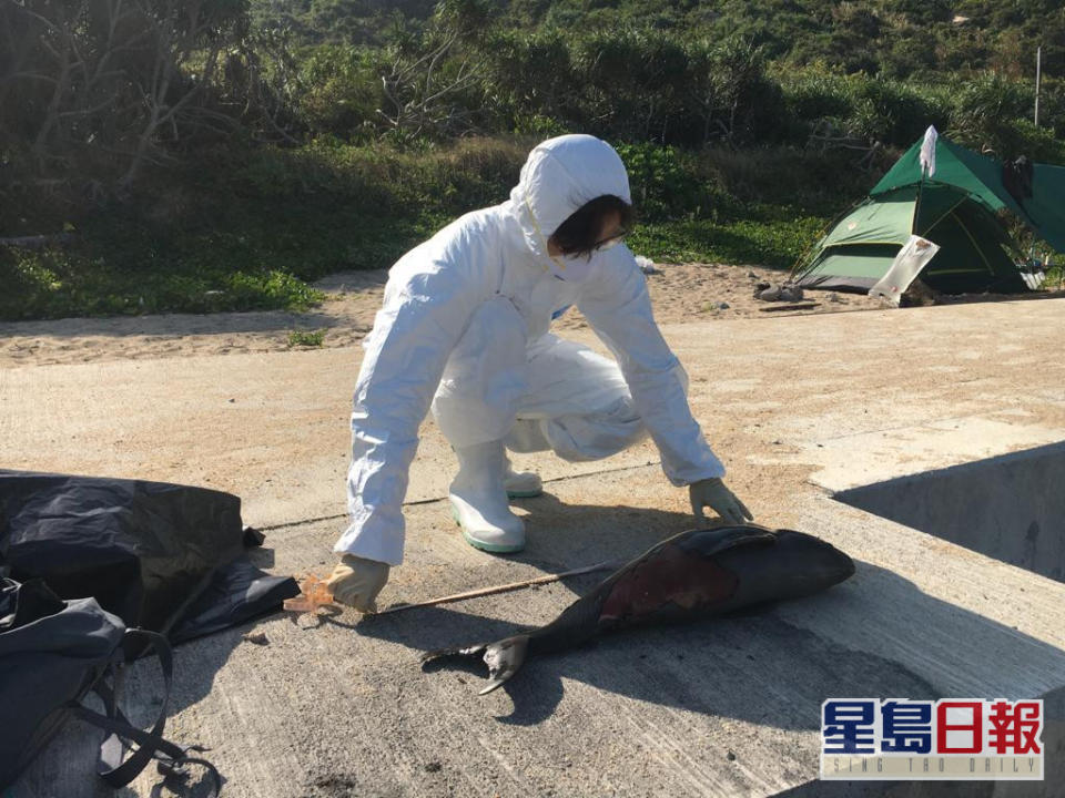 香港海洋公園保育基金提供相片