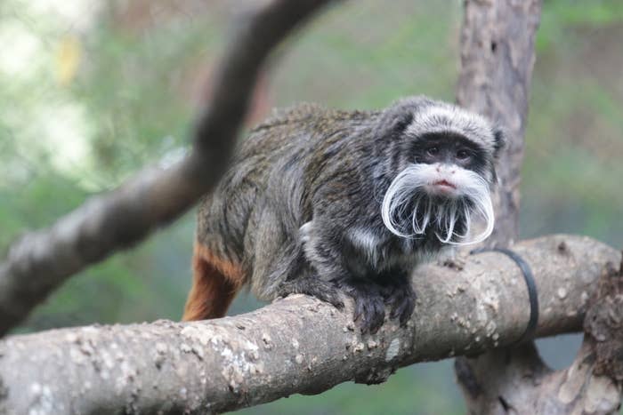 An emperor tamarin monkey