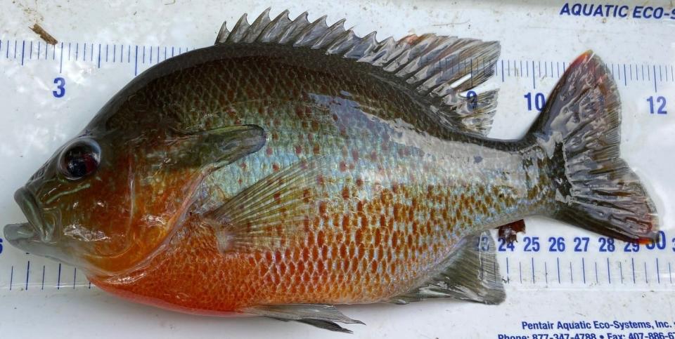 Redbreast sunfish is a native to the Ogeechee River.