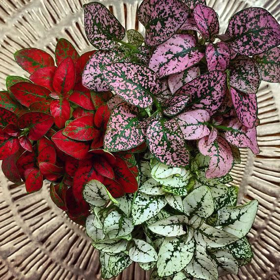 12) Hypoestes Phyllostachya | Splash Red Polka Dot Plant | Freckle Face | Air Purifying | Pet Safe | 2" Full Colorful Live Houseplants |