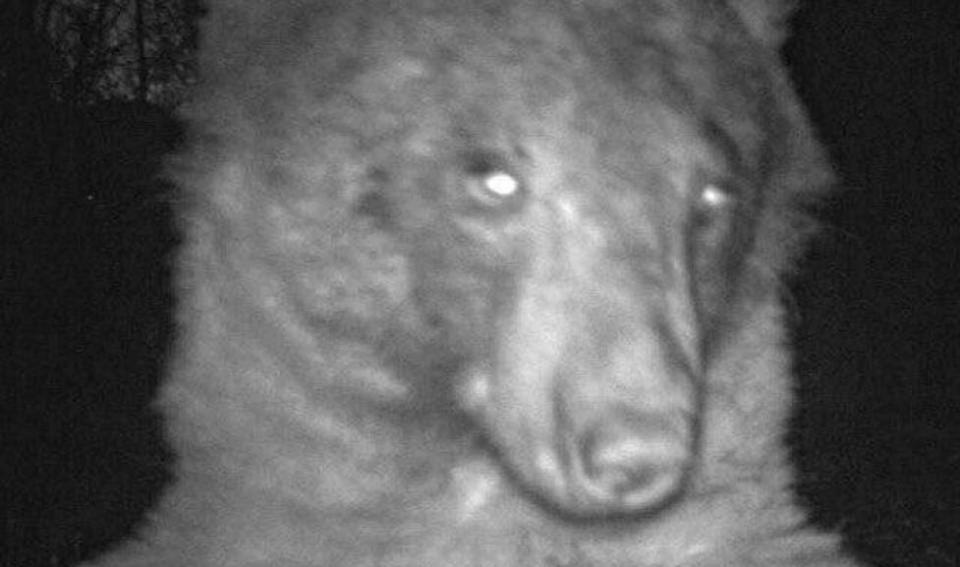 A bear took 400 selfies with a wildlife camera in Boulder, Colorado.