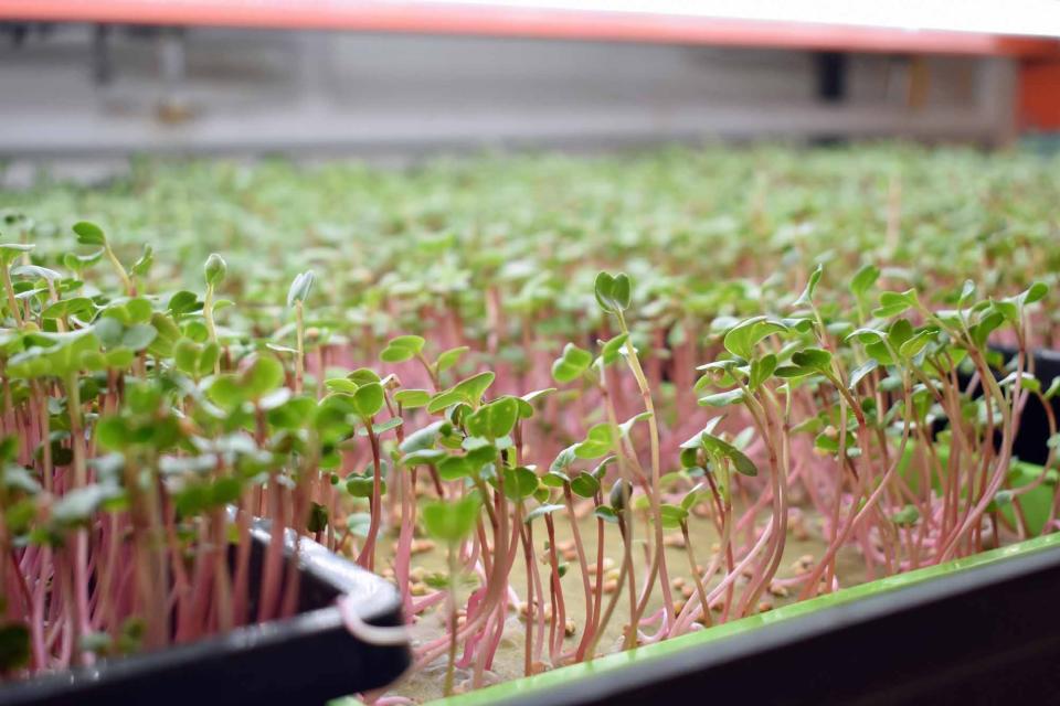 Radish microgreens are a popular produce item for subscribers to Clayton Farms' service. The microgreens have high levels of vitamins A, B, C, E and K, cofounder and chief farmer Clayton Mooney said.