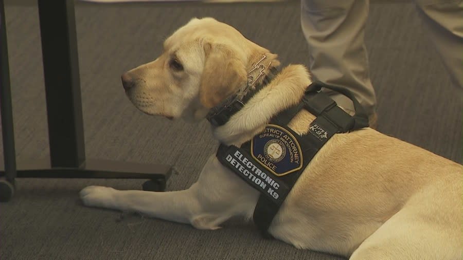 Chewie and Solo are electronic scent detection dogs with the Riverside County Child Exploitation Team that can sniff out anyone a variety of devices and tech that may hold potential evidence that police might need. (KTLA)