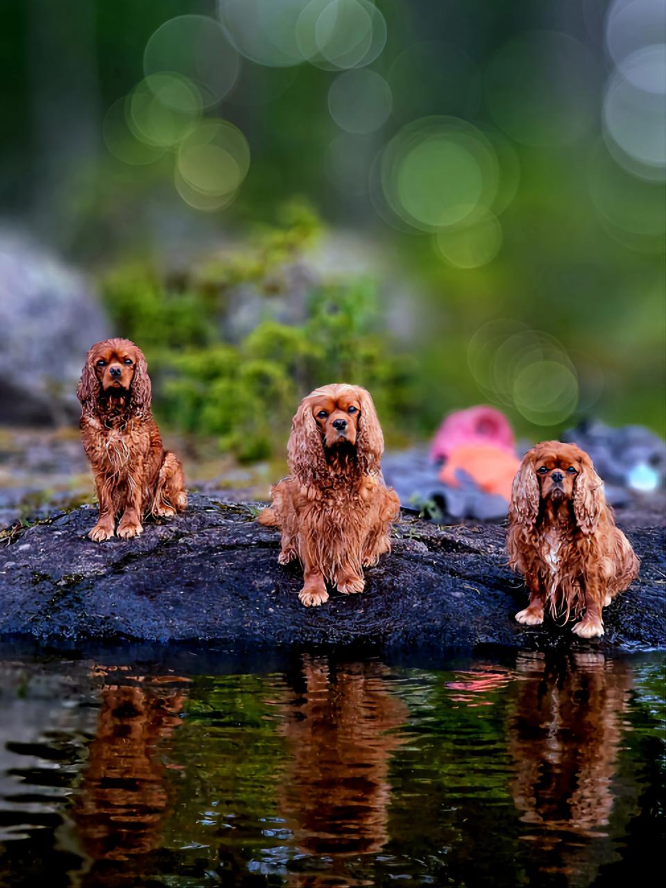 animal category dogs from CEWE Photo Award 2023