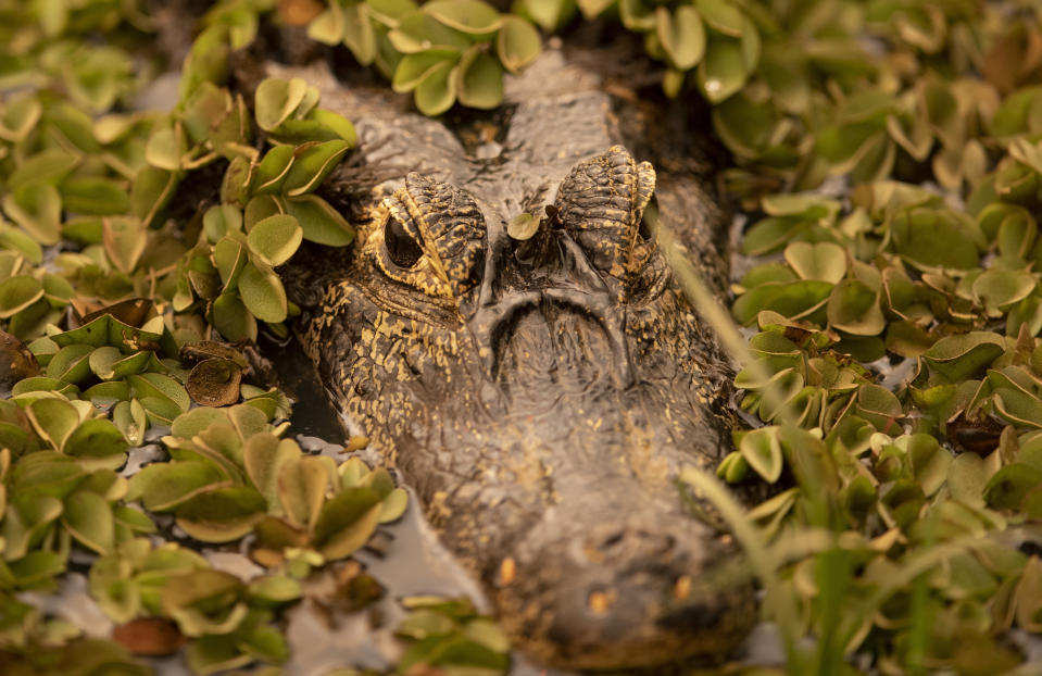 A caiman peeks out from a field of green as a fire consumes an area next to the Trans-Pantanal highway in the Pantanal wetlands near Pocone, Mato Grosso state, Brazil, Friday, Sept. 11, 2020. The Pantanal is the world’s largest tropical wetlands, popular for viewing jaguars, along with caiman, capybara and more. This year the Pantanal is exceptionally dry and burning at a record rate. (AP Photo/Andre Penner)