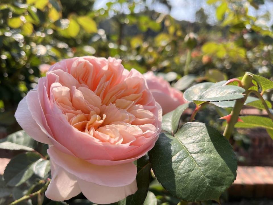 茱麗葉譽為世上最名貴的玫瑰（圖片來源：臺北市政府工務局公園路燈工程管理處）