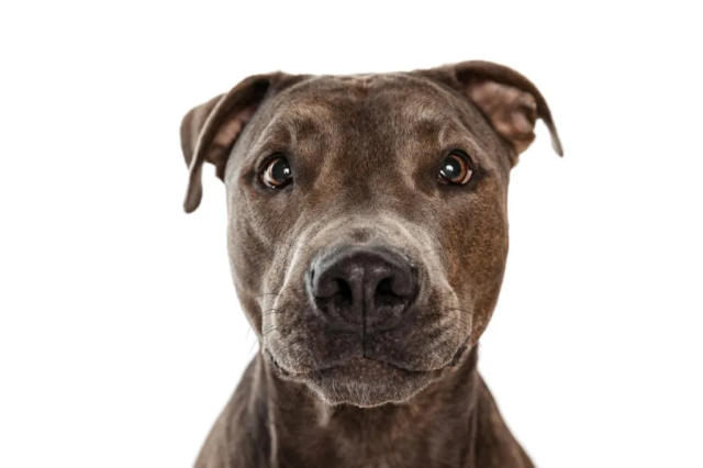 American Pit Bull Terrier Dog Breed Information & Characteristics