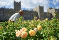 Opening of the East Terrace Garden at Windsor Castle the first time in decades