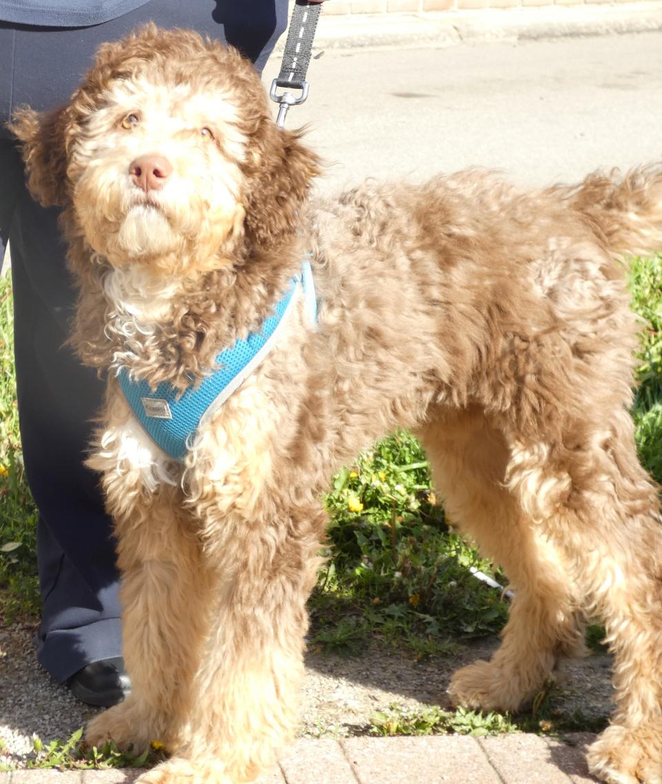 Charlie, a double-doodle, has joined the Bucyrus Police Department staff. Once he's old enough, the puppy will be trained to serve as a therapy dog.