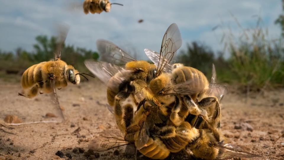 Un enjambre de abejas en un cactus