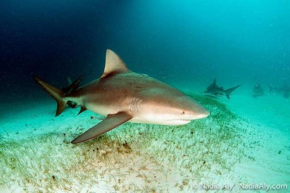 Foto de archivo.  Un bañista que fue mordido en un brazo y una mano por un tiburón en una playa de Siesta Key, en la costa oeste de Florida, casi muere desangrado mientras caminaba tratando de encontrar auxilio, informaron este miércoles medios locales.