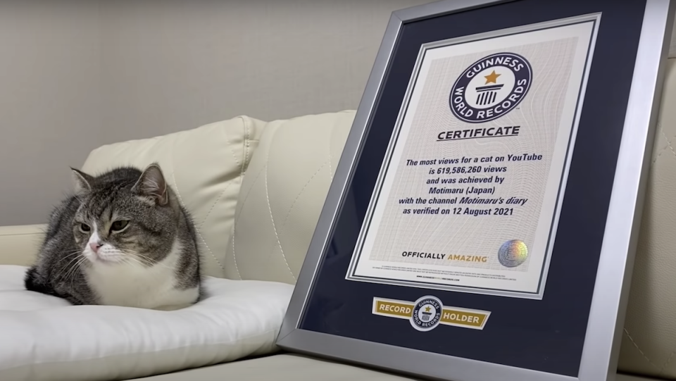Motimaru the cat next to Guinness World Records certificate