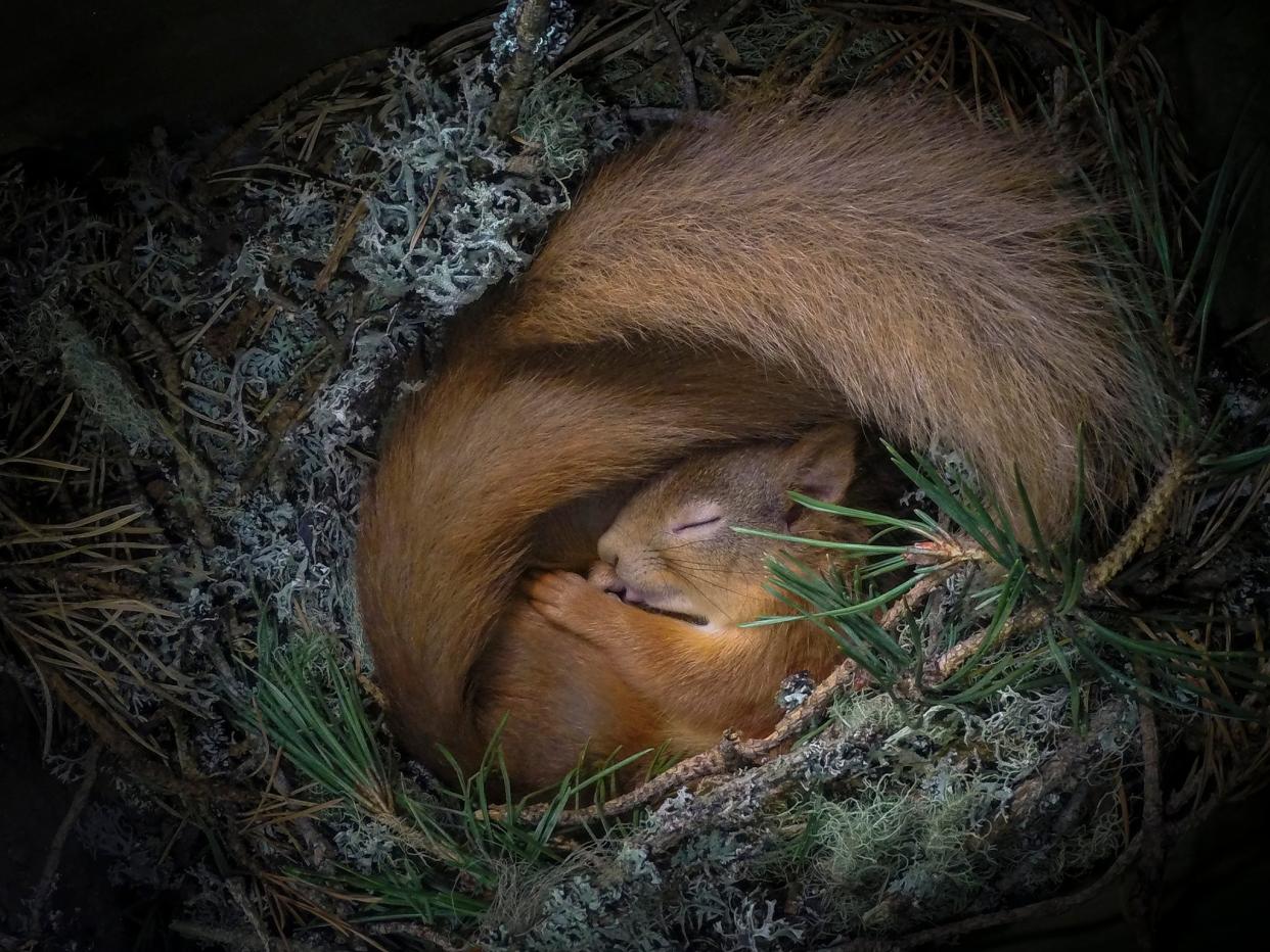 <p>A red squirrel nestles with a partner (mostly concealed) in a box of twigs and brush setup by the photographer Neil Anderson near his home in the Scottish Highlands</p> (Neil Anderson/Wildlife Photographer of the Year)