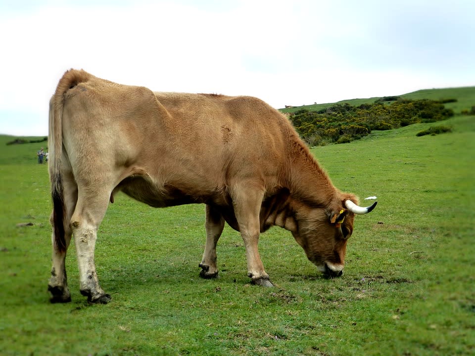 Vaca pastando en los lagos de Covadonga, Asturias.(Imagen gratuita vista en Pixabay).