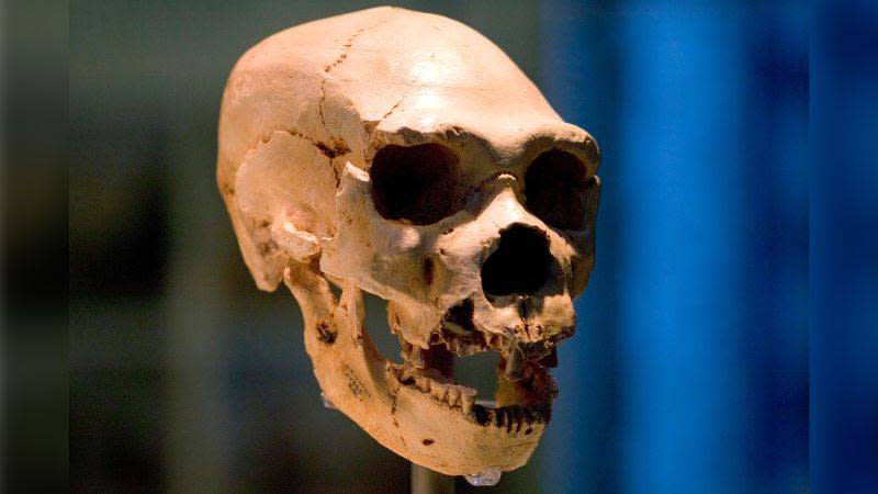 ¿Por qué algunos grupos de personas hoy en día tienen más ADN neandertal que otros? Un nuevo estudio ofrece respuestas