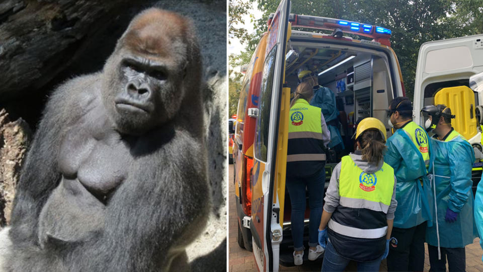 A Gorilla Malabo (left) attacked a zoo keeper at a Spanish zoo. The keeper was taken to hospital (right)