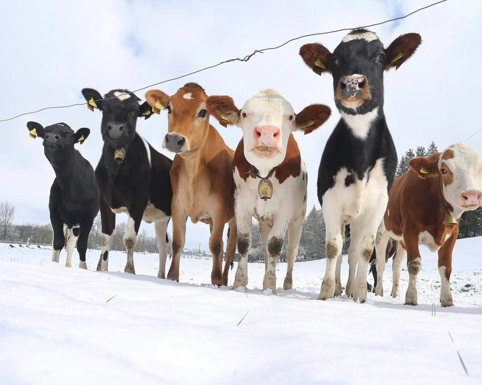 <p>Cows stand on a snow-covered meadow near Unterthingen, Germany, on April 19.</p>