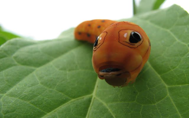 <p><a href="https://en.wikipedia.org/wiki/Papilio_troilus#/media/File:Spicebush_swallowtail_caterpillar_head.jpg" data-component="link" data-source="inlineLink" data-type="externalLink" data-ordinal="1">Michael Hodge</a> / Wikimedia Commons / CC BY 2.0</p>