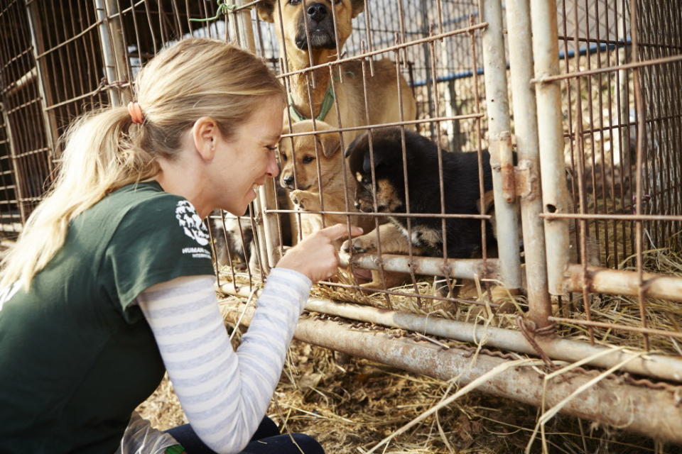 <p>In this image released on Tuesday, Jan. 6, 2015, in December 2014, Humane Society International visited a farm in Ilsan, South Korea, where dogs were being raised for the dog meat trade. HSI worked with the farmer and secured an agreement with him to stop raising dogs for food and move permanently to growing crops as a more humane way to make a living. HSI, the international affiliate of The Humane Society of the United States, is working to reduce the dog meat trade in Asia, including South Korea, where dogs are farmed for the industry. HSI plans to work with more South Korean dog meat farmers to help them transition out of this cruel business. In this image, HSI consultant Lola Webber plays with puppies at the farm. The dogs on South Korean farms live their entire lives in cages with little attention from the farmers, even for food and water. Additionally, animal protection laws there are routinely ignored in the trade such as killing dogs in front of other dogs. Their suffering is endless. (Manchul Kim/AP Images for Humane Society International) </p>