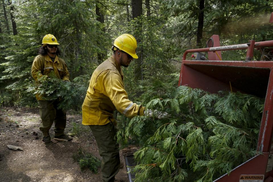 U.S. Forest Service crew members put tree branches into a wood chipper as they prepare the area for a prescribed burn in the Tahoe National Forest, Tuesday, June 6, 2023, near Downieville, Calif. By logging and burning trees and low-lying vegetation, officials hope to lessen forest fuels and keep fires that originate on federal lands from exploding through nearby cities and towns.(AP Photo/Godofredo A. Vásquez)