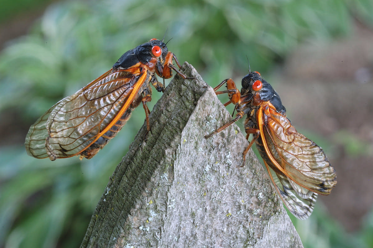 Cicadas in Lake Forest, Illinois. JanetandPhil via Flickr