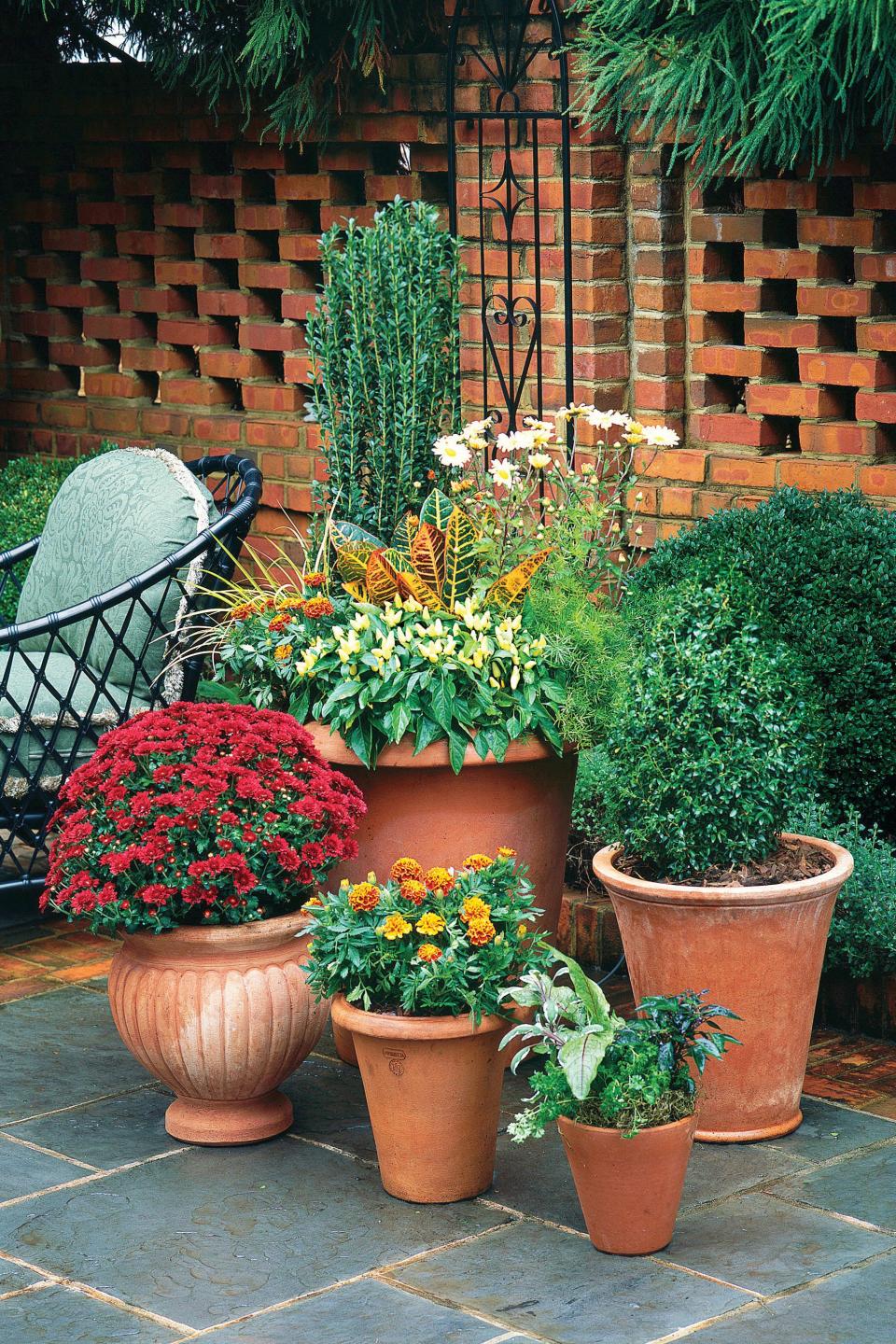 Mums, Marigolds, Peppers, & Crotons