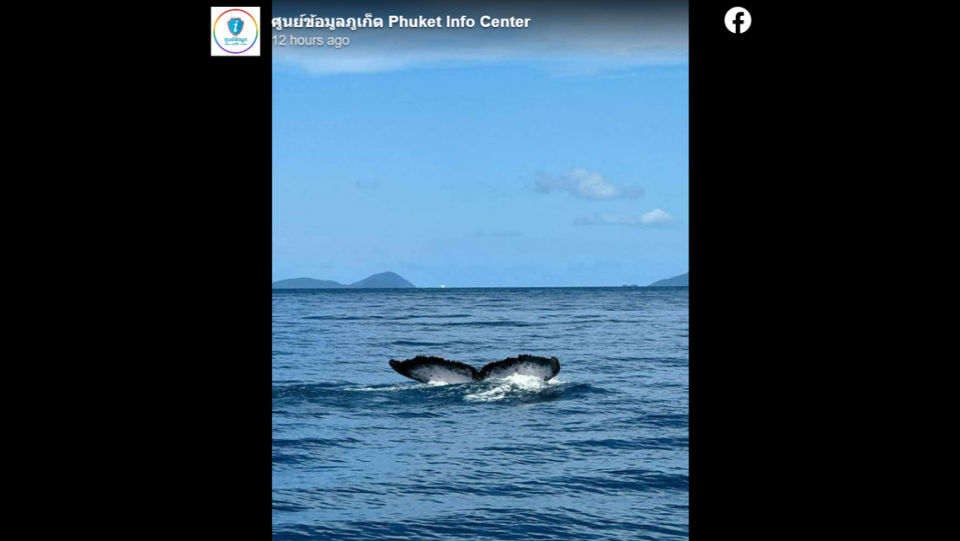 The sighting marks the second time a humpback has been seen in Thai waters, experts said.