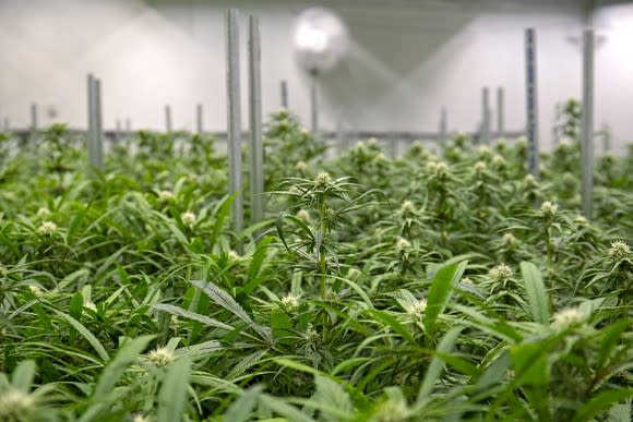 Rows of weed plants in a commercial grow farm.