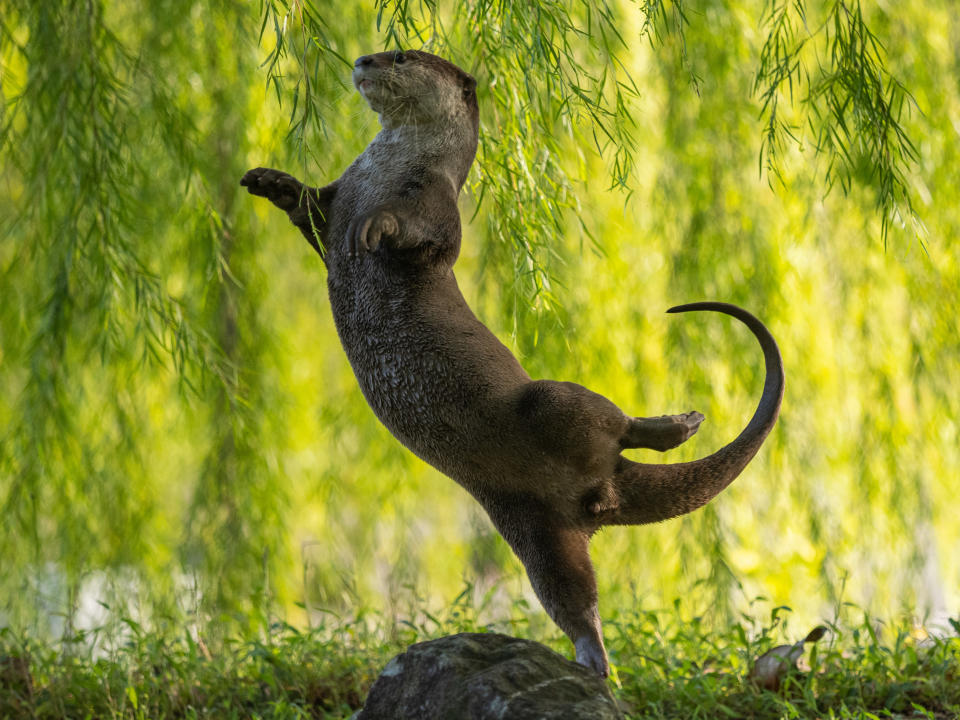 An otter ballerina gracefully dances in an Arabesque position while attempting to grasp overhanging leaves in Singapore in Otter Kwek‘s ‘Otter Ballerina’. (Otter Kwek/Comedy Wildlife 2023)