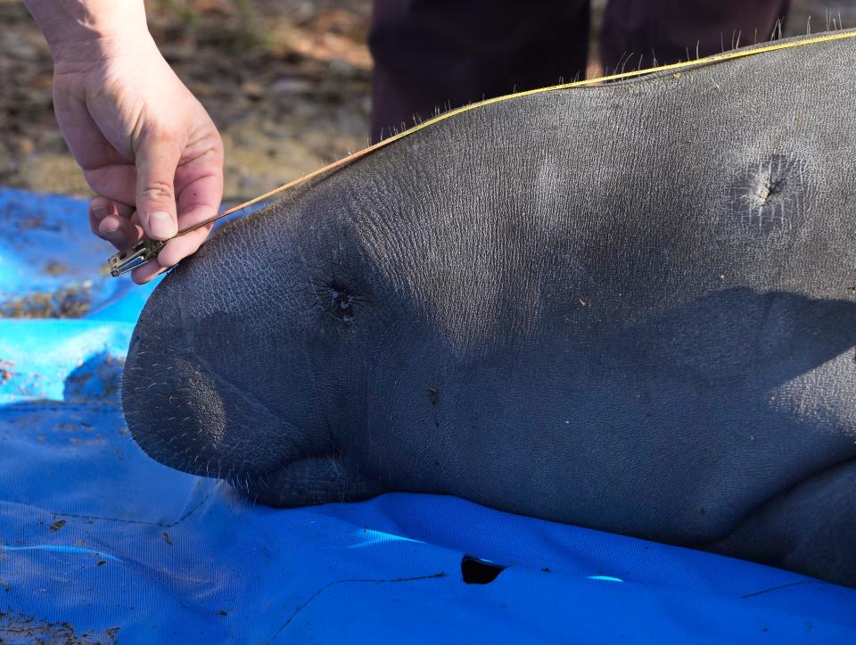 Workers take measurement and vitals during a mass release of rehabilitated manatees at Blue Spring State Park in Orange City, Monday, Feb. 13, 2023 