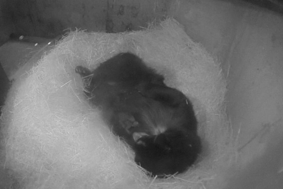 Andean Bear Cubs Born at Smithsonian’s National Zoo and Conservation Biology Institute