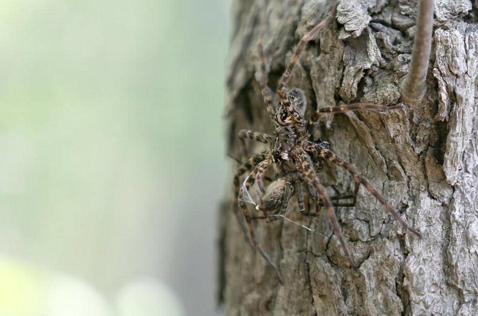 A fishing spider is on top of a dead fishing spider on the Waccamaw River on Thursday, April 27, 2017.