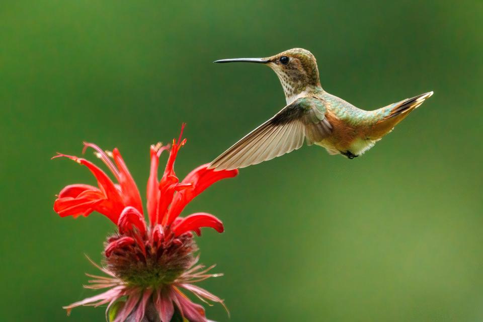 Normally only found in the western U.S., an accidental rufous hummingbird was seen at Clingmans Dome and added to the park list in 2020.