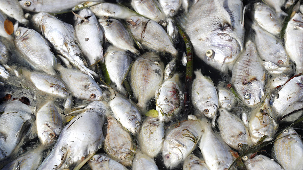 Red tides return to Florida, leaving beaches covered in dead fish