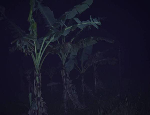 What lurks in a banana tree? Credit: Felix Mollinga