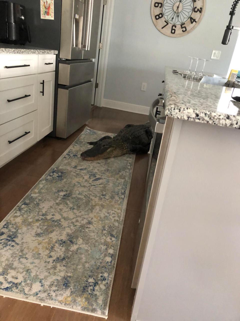 Alligator 'creeping' into kitchen. The alligator wandered into Mary Hollenback's home in Venice, Florida on March 28, 2024.