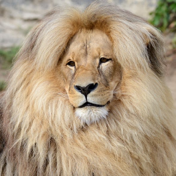 Lion's blonde bouffant is zoo's mane attraction