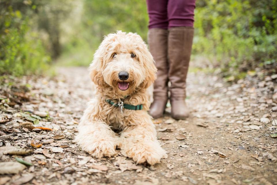 Blond labradoodle lays on hiking trail