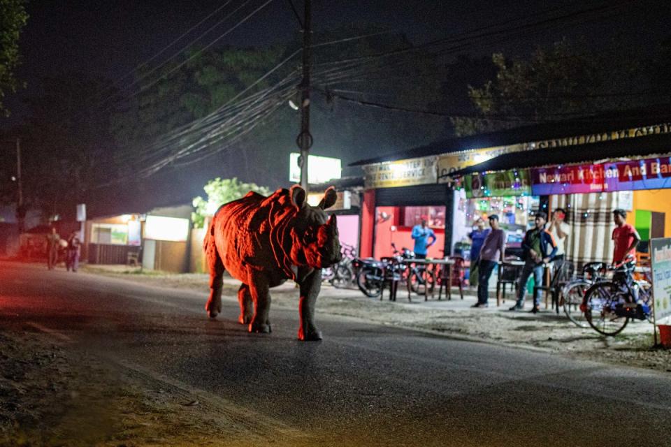 An one-horned rhino walks through the streets in Nepal (BBC Studios/Fredi Devas)