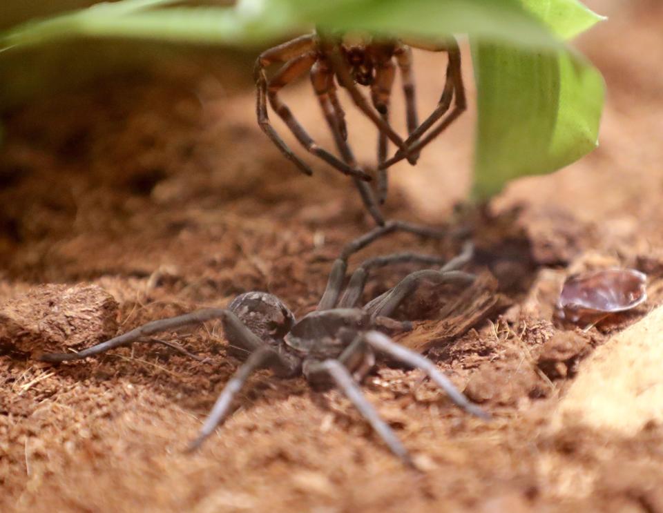 A wolf spider sits below its molted exoskeleton it recently shed at the new Spiders Alive! exhibit at the Milwaukee Public Museum.