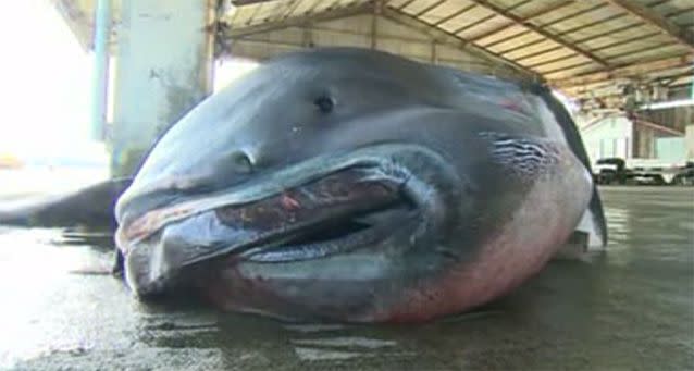 Extremely rare megamouth shark caught in Japan