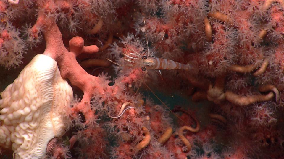 <p>Red coral in Lydonia Canyon. (Photo: NOAA Okeanos Explorer Program, 2013 Northeast U.S. Canyons Expedition) </p>